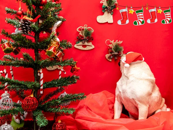 Photographie Animalière Noël Avec Chien Carlin — Photo