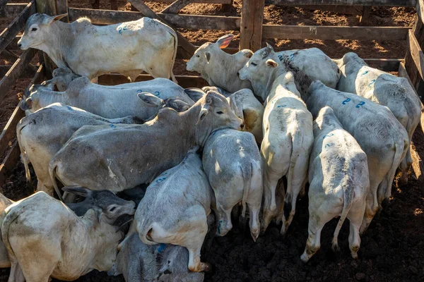 Ganado Confinamiento Bueyes Vacas Día Soleado — Foto de Stock