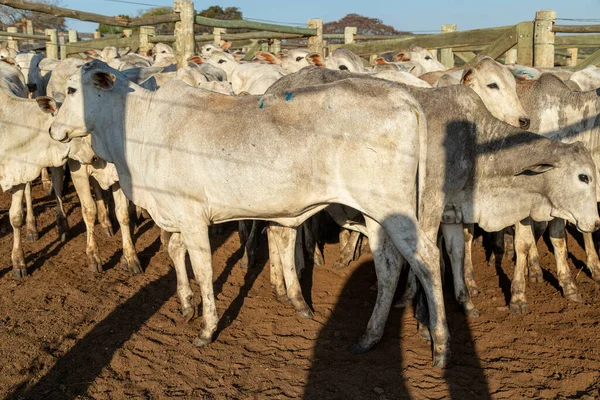Ganado Confinamiento Bueyes Vacas Día Soleado — Foto de Stock