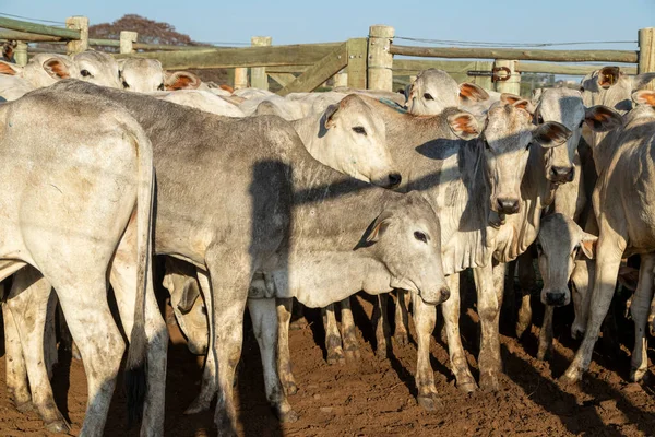 Ganado Confinamiento Bueyes Vacas Día Soleado — Foto de Stock