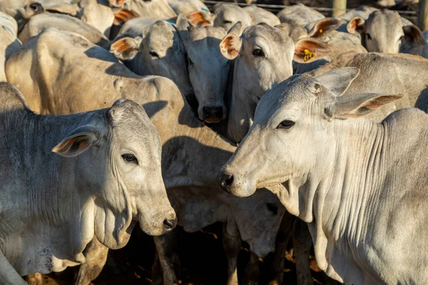 Livestock Confinement Oxen Cows Sunny Day — Stock Photo, Image