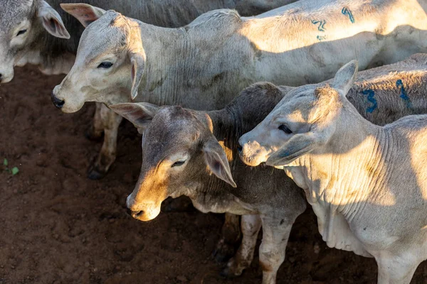 Vieh Stall Ochsen Kühe Sonniger Tag — Stockfoto