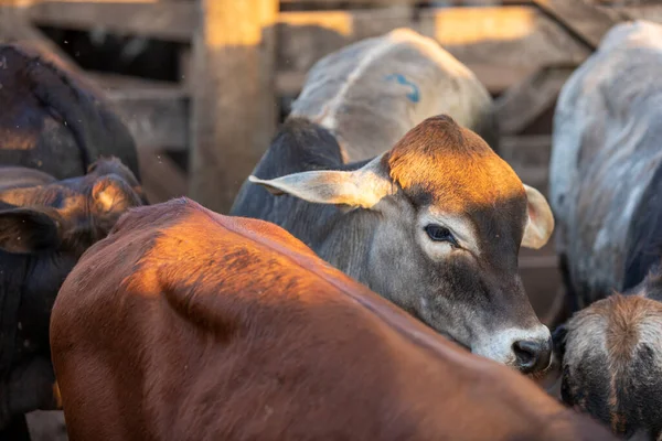 Vieh Stall Ochsen Kühe Sonniger Tag — Stockfoto
