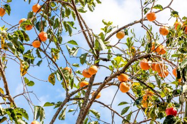 Manilkara kauki, Sapotaceae familyasından Sapotoideae familyasından bir bitki türü. Genellikle caqui adıyla bilinir..