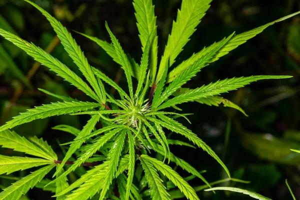 Planta Cannabis Encontrada Arbusto Marihuana — Foto de Stock