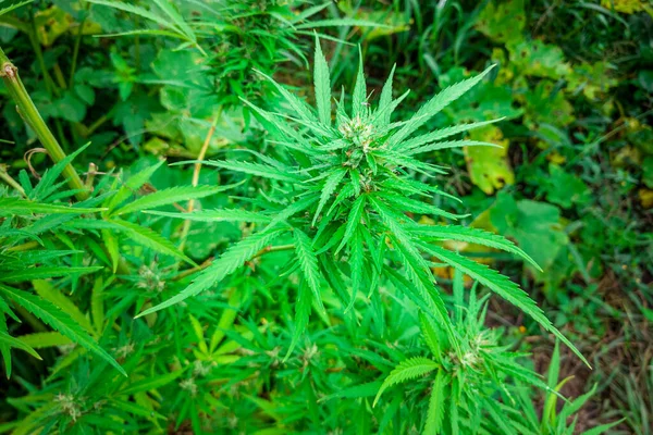 Planta Cannabis Encontrada Arbusto Marihuana — Foto de Stock