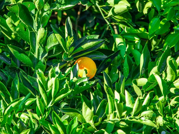 Orange Auf Dem Baum Obstplantage — Stockfoto