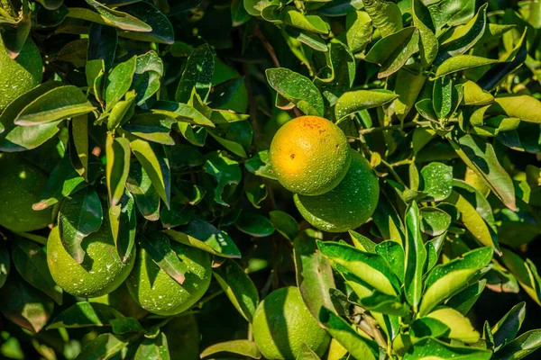 Orange Tree Fruit Plantation — Stock Photo, Image