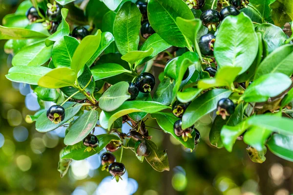 Brezilya kirazı ve Grumichama olarak da bilinen Eugenia brasiliensis, Brezilya 'da orta büyüklükte bir ağaçtır (maksimum 20 metre yükseklikte)..