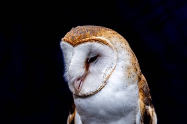 Ahır baykuşları (Tytonidae), baykuşgiller (Strigidae) familyasından iki baykuş familyasından biridir...