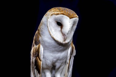 Ahır baykuşları (Tytonidae), baykuşgiller (Strigidae) familyasından iki baykuş familyasından biridir...