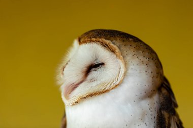 Ahır baykuşları (Tytonidae), baykuşgiller (Strigidae) familyasından iki baykuş familyasından biridir...