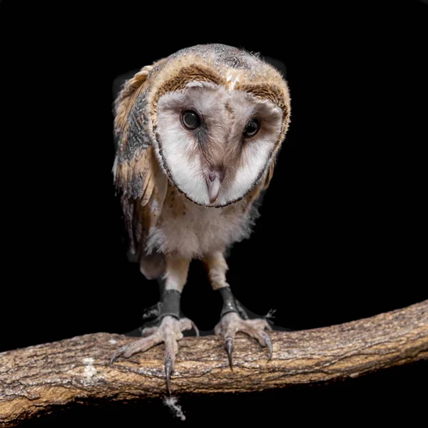 Ahır Baykuşları Tytonidae Baykuşgiller Strigidae Familyasından Iki Baykuş Familyasından Biridir — Stok fotoğraf