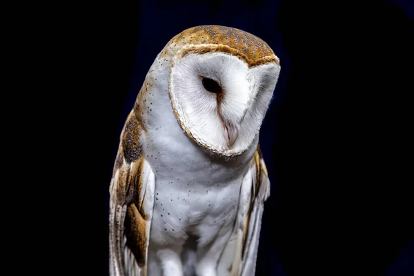 Ahır Baykuşları Tytonidae Baykuşgiller Strigidae Familyasından Iki Baykuş Familyasından Biridir — Stok fotoğraf