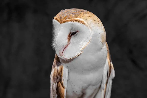 Barn Owls Tytonidae科 是两个猫头鹰家族中的一个 另一个是真正的猫头鹰或典型的猫头鹰 Strigidae — 图库照片