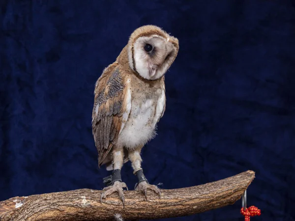 Uilen Tytonidae Zijn Een Familie Van Uilen Uit Orde Van — Stockfoto