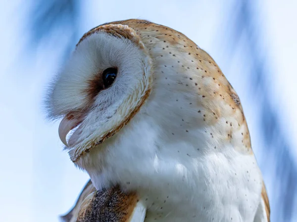 Совы Амбары Семейство Tytonidae Одно Двух Семейств Сов Другое Настоящие — стоковое фото