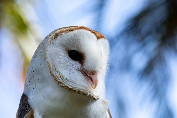 Ahır Baykuşları Tytonidae Baykuşgiller Strigidae Familyasından Iki Baykuş Familyasından Biridir — Stok fotoğraf