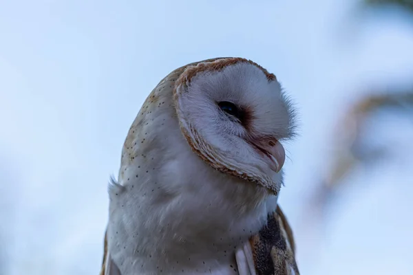 Совы Амбары Семейство Tytonidae Одно Двух Семейств Сов Другое Настоящие — стоковое фото