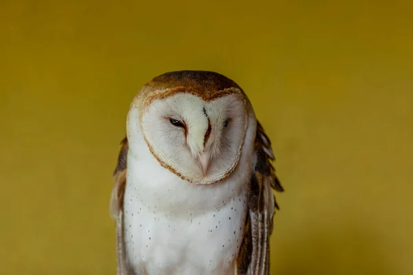 Ahır Baykuşları Tytonidae Baykuşgiller Strigidae Familyasından Iki Baykuş Familyasından Biridir — Stok fotoğraf