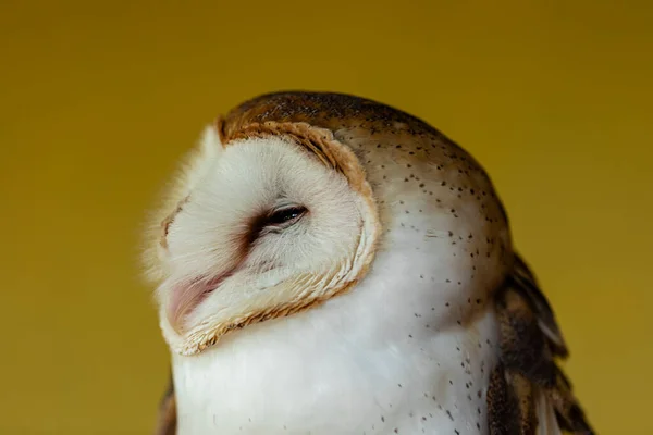 Barn Owls Tytonidae科 是两个猫头鹰家族中的一个 另一个是真正的猫头鹰或典型的猫头鹰 Strigidae — 图库照片