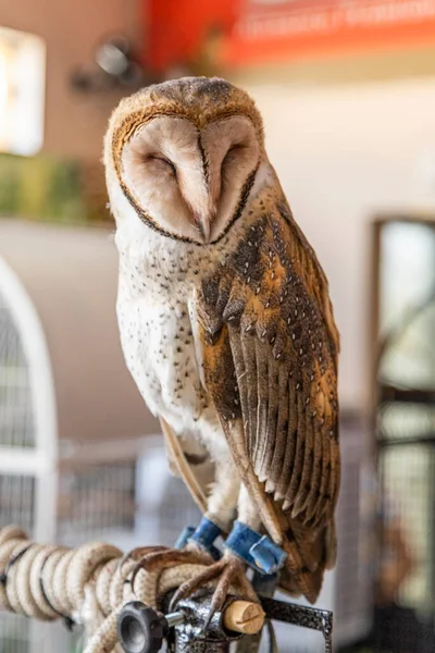 Uilen Tytonidae Zijn Een Familie Van Uilen Uit Orde Van — Stockfoto