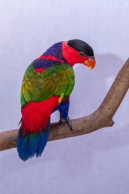 Lory Parrot (Lorius lory) beyaz arkaplan ile ahşap levrek üzerinde..