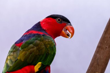 Lory Parrot (Lorius lory) beyaz arkaplan ile ahşap levrek üzerinde..