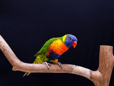 Papağan Trichoglossus moluccanus ahşap levrek üzerinde.