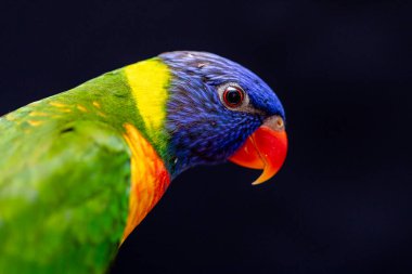 Papağan Trichoglossus moluccanus ahşap levrek üzerinde.
