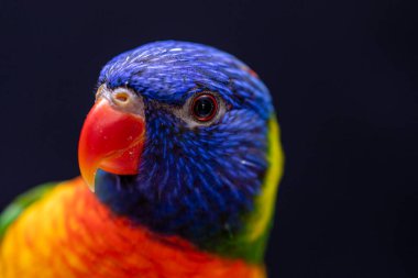 Papağan Trichoglossus moluccanus ahşap levrek üzerinde.