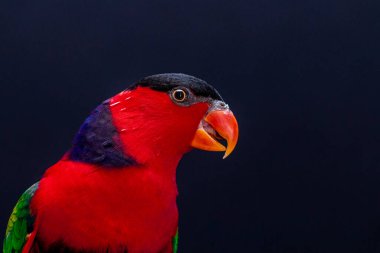 Lory Parrot (Lorius lory) beyaz arkaplan ile ahşap levrek üzerinde..