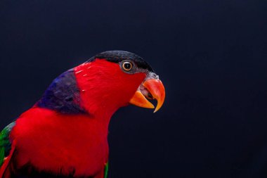 Lory Parrot (Lorius lory) beyaz arkaplan ile ahşap levrek üzerinde..