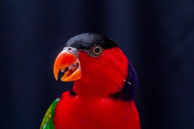 Lory Parrot (Lorius lory) beyaz arkaplan ile ahşap levrek üzerinde..