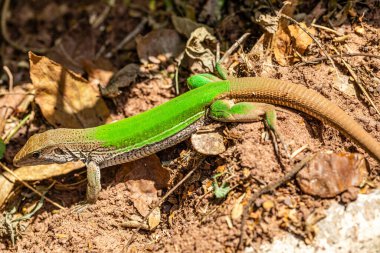 Yeşil kertenkele (Ameiva ameiva) güneşlenme..