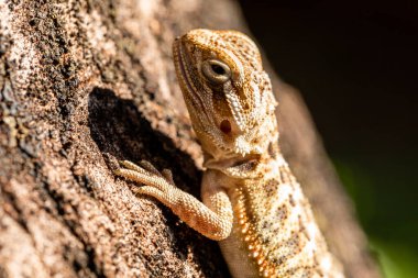 Pogona güneşlenmesine yaklaş, güzel hayvan..