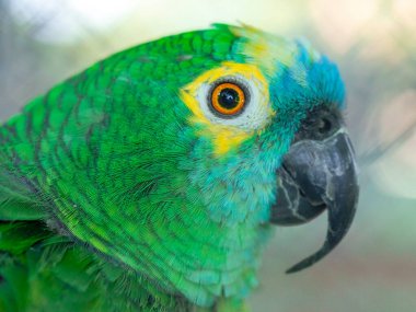 The turquoise-fronted amazon (Amazona aestiva), also called the turquoise-fronted parrot, the blue-fronted amazon and the blue-fronted parrot in white background with copy space . clipart