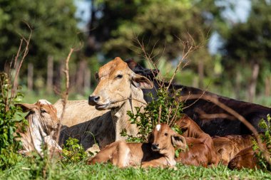 Sığırlar ya da inekler en yaygın evcilleştirilmiş hayvanlardır. Bovinae alt familyasının önemli bir modern üyesidir ve Bos cinsinin en yaygın türüdür. Bos taurus.