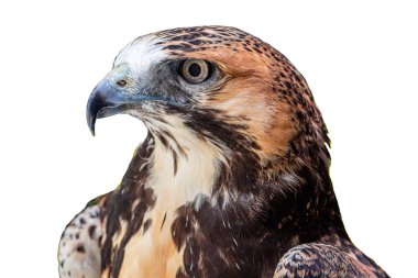 Beyaz kuyruklu şahin (Geranoaetus albicaudatus), Amerika kıtasında tropikal ve subtropikal bölgelerde yaşayan yırtıcı bir kuş türüdür...
