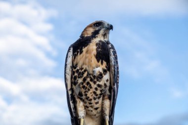 The white-tailed hawk (Geranoaetus albicaudatus) is a large bird of prey species found in tropical or subtropical environments across the Americas. clipart