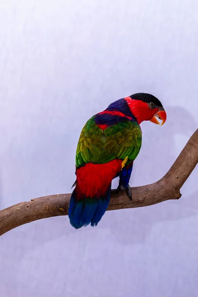 Lory Parrot Lorius Lory Wooden Perch White Background — Stock Photo, Image