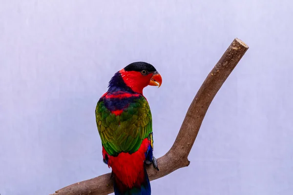 Loro Lori Lorius Lory Sobre Percha Madera Con Fondo Blanco — Foto de Stock