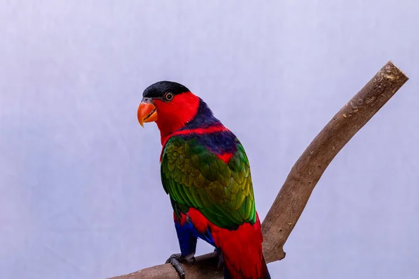 Lory Parrot Lorius Lory Ξύλινη Πέρκα Λευκό Φόντο — Φωτογραφία Αρχείου