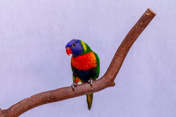 Parrot Trichoglossus Moluccanus Wooden Perch — Stock Photo, Image