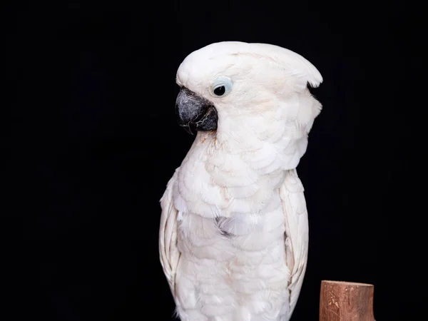 Λευκό Cockatoo Closeup Μαύρο Φόντο — Φωτογραφία Αρχείου