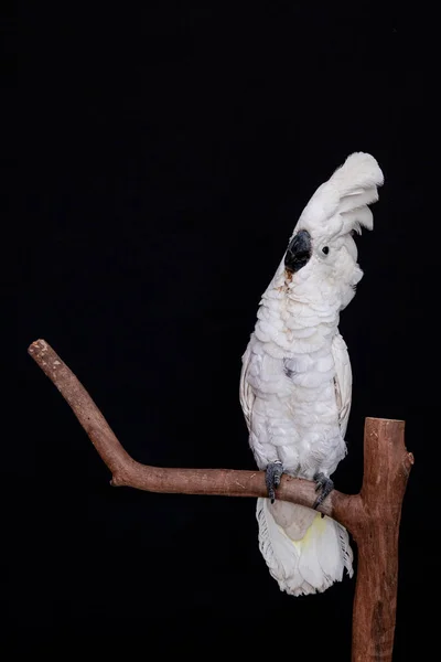 Branco Cacatua Close Com Fundo Preto — Fotografia de Stock