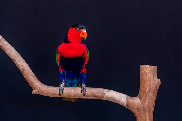 Lory Papuga Lorius Lory Drewnianej Okoni Białym Tłem — Zdjęcie stockowe