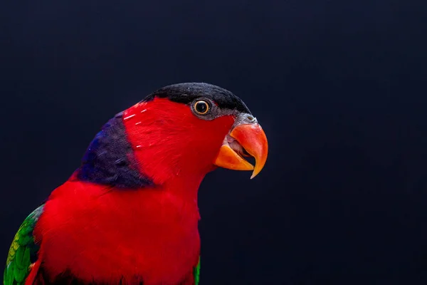 Lory Papoušek Lorius Lory Dřevěném Bidýlku Bílým Pozadím — Stock fotografie