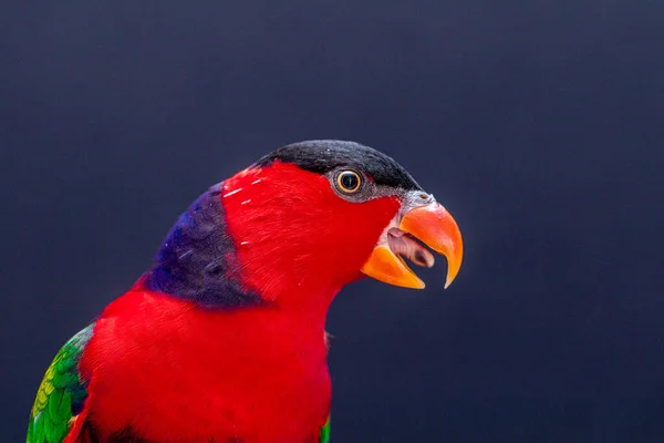 Loro Lori Lorius Lory Sobre Percha Madera Con Fondo Blanco —  Fotos de Stock