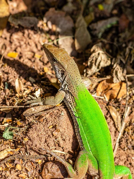 Green Lizard Ameiva Ameiva Sunbathing — Stock Photo, Image